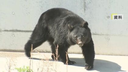 クマ、熊のくせに馬乗りになって男性の頭をひっかく　長野県
